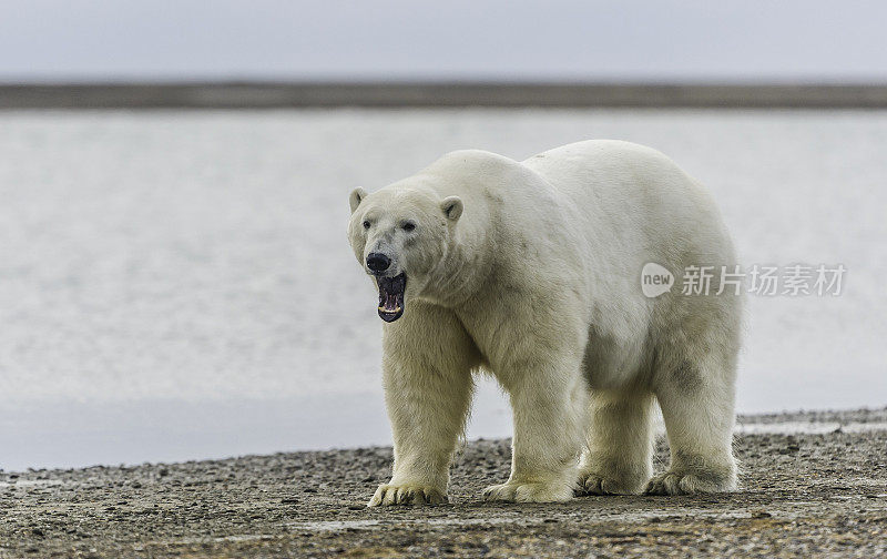 北极熊(Ursus maritimus)是一种土生土长的北极熊，主要生活在北极圈内，包括北冰洋及其周围的海洋和陆地。在巴特岛的海滩上等待着海水结冰以便捕猎海豹